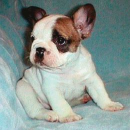 French Bulldog Puppies from Pettybulls