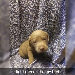 Australian Cattle Dog and Labrador Retriever Puppies from Trinity C Australian Cattle Dogs and Silver Labradors