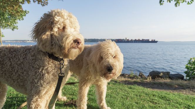 Labradoodle