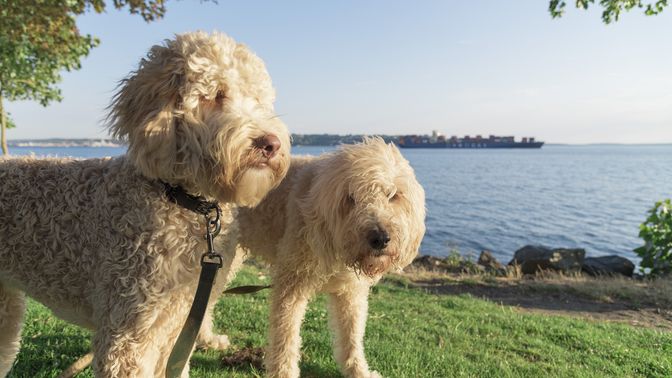 Labradoodle