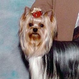 Scoundrel - Yorkshire Terrier