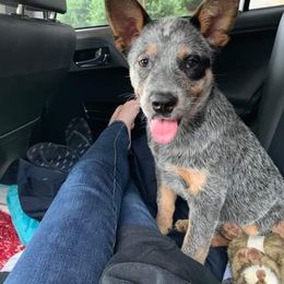 Australian Cattle Dog Puppies from Blue Coyote Ranch