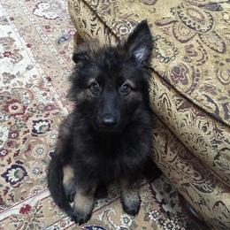 German Shepherd Puppies from Freeze Farms