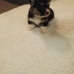 Pembroke Welsh Corgi Puppies from Benischek's P. W. Corgi's