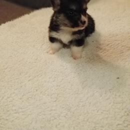 Pembroke Welsh Corgi Puppies from Benischek's P. W. Corgi's