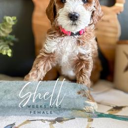 Shell - Apricot female Goldendoodle puppy in Garden Grove, California from Sunkissed Doodles