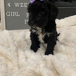 Cavapoo, Cockapoo, Goldendoodle, and Maltipoo Puppies from Perdue Puppies