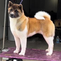 Rowan - Akita