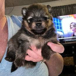 Peanut - Orange sable male Pomeranian puppy in Zavalla, Texas from Precious Puff Poms