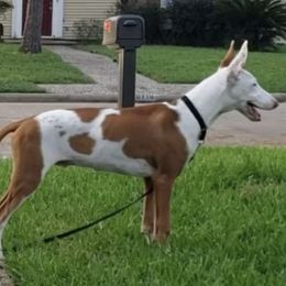 Ibizan Hounds and Whippets from Windrift Kennel
