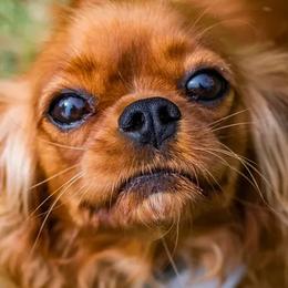 Cavalier King Charles Spaniels from Carolina Cavaliers