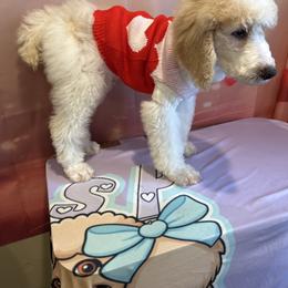 Louie - Parti male Poodle puppy in Mobile, Alabama from Semmy’s Standard Poodle LLC