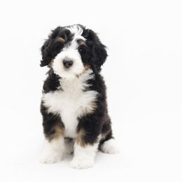 Bernedoodles, Bernese Mountain Dogs, and Sheepadoodles from VonDoodles Bernedoodles & Sheepadoodles
