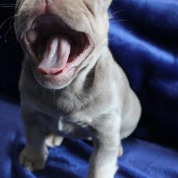 French Bulldog Puppies from R & S Frenchies