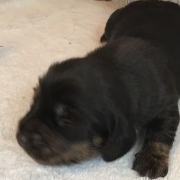 Boy 1 - Dachshund puppy in Great Bend, Pennsylvania from Dashing Doxies