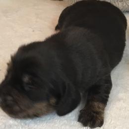 Boy 1 - Dachshund puppy in Great Bend, Pennsylvania from Dashing Doxies