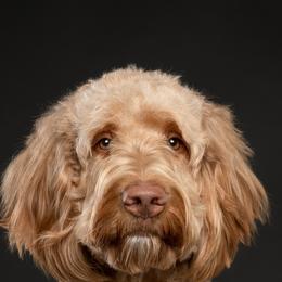Indie - Goldendoodle