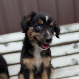 Seashell - Black tri female Miniature Australian Shepherd puppy in Licking, Missouri from Burnett Aussies