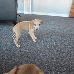 Blixen - Fawn male Italian Greyhound puppy in Jacksonville, Alabama from Adornare Kennels