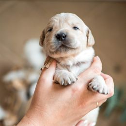Hazel - Light golden female Golden Retriever puppy in Acton, Maine from Silver Pines Pups