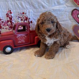 Stetson - Apricot male Goldendoodle puppy in Bucyrus, Missouri from Hill Top Pomskies