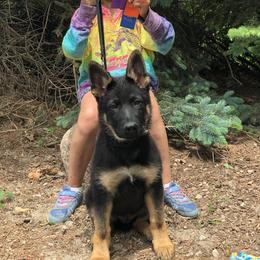 German Shepherd Puppies from Northwinds German Shepherds