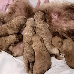 Goldendoodle puppies from Bentonville Doodles