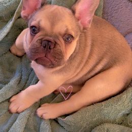 Cappuccino - Blue fawn male French Bulldog puppy in Monrovia, Maryland from Frederick Frenchies