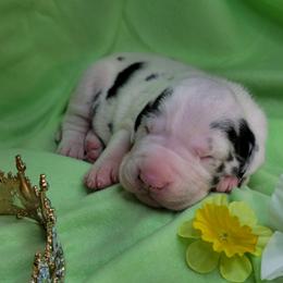 Princess Catherine - Harlequin female Great Dane puppy in Brookings, South Dakota from Debonair Danes