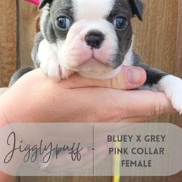 Jigglypuff - Blue female Boston Terrier puppy in West Jefferson, Ohio from Kline Kennels