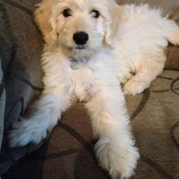 Bernedoodle, Goldendoodle, and Labradoodle Puppies from Apple Creek Doodles