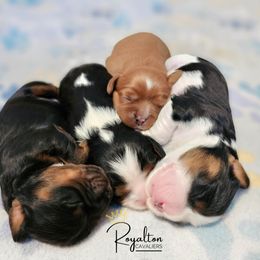 Cavalier King Charles Spaniel Puppies from Royalton Cavaliers