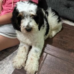 Boy 1 - Black white and tan male Springerdoodle puppy in Reddick, Florida from Cooper’s Mini Doodles
