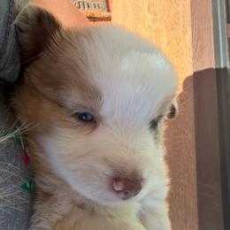 Ambrose - Yellow male Miniature Australian Shepherd puppy in Taylor, Arizona from Holy Ghost Ranch, Inc