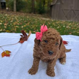 Cookie - Red  female Goldendoodle puppy in Mint Hill, North Carolina from DoodleForever