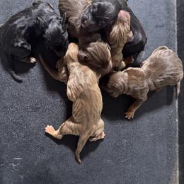 Boy 2 - Black and tan male Bloodhound puppy in Tahlequah, Oklahoma from HNH Hounds