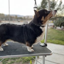 Tilley - Pembroke Welsh Corgi