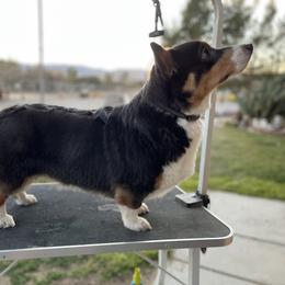 Tilley - Pembroke Welsh Corgi