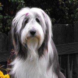 Bearded Collies from MtnView