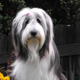 Bearded Collies from MtnView