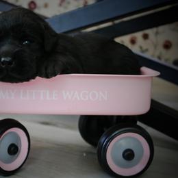 Labrador Retriever Puppies from Prebleridge Acres