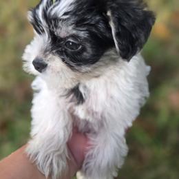 Jingle - Black and white female Companion Cross puppy in Deland, Florida from Isabelle's Puppy Patch