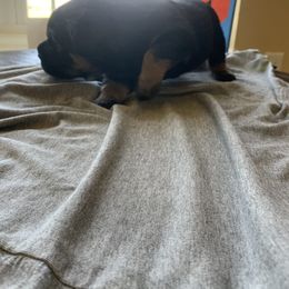 Rottweiler Puppies from Rottitales