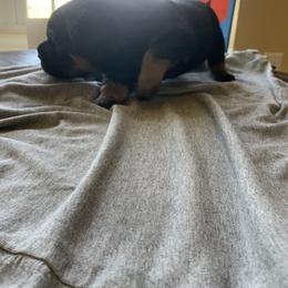 Rottweiler Puppies from Rottitales