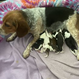 Beagle Puppies from Bluebonnet Kennels