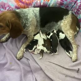 Beagle Puppies from Bluebonnet Kennels
