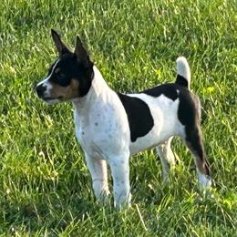 George - White black and tan male Rat Terrier puppy in Canandaguia, New York from Mary ann Whipple's Old Dominion Terriers