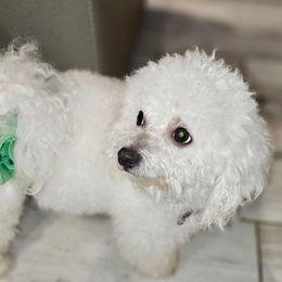 Sehoy - Bichon Frise
