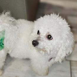 Sehoy - Bichon Frise