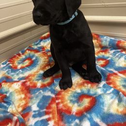 Labrador Retriever Puppies from Brush Creek Retrievers